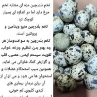 تخم بلدرچین و تخم مرغ محلی