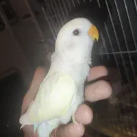 کوتوله برزیلی طوطی