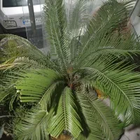 سیکاس