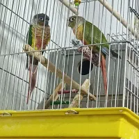 جفت گرینجیک مولد با تست جنسیت