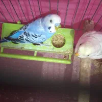 مرغ عشق دستی|پرنده|ایلام, |دیوار