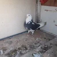 کفتر خوش سو