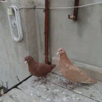 جوجه کرمانی