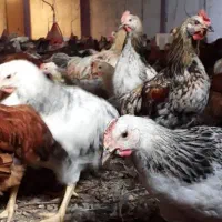 جوجه های (مرندی) و( گلپایگانی)نیمچه و بالغ|حیوانات مزرعه|محمدشهر, زیبادشت|دیوار