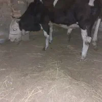 فروش گوساله نر