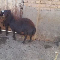 میش .گوسفند