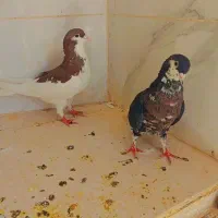 پرنده|پرنده|فسا, |دیوار