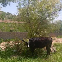 گوساله ۱ ساله