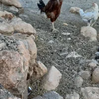 خروس لاری اصل|حیوانات مزرعه|دیواندره, |دیوار