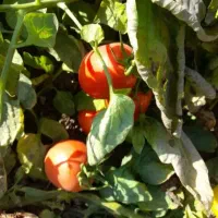 گوجه برای رب