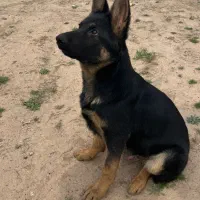 توله ژرمن نر اصیل