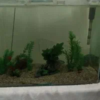 اکواریوم 60*40*85|ماهی|علی‌آباد کتول, |دیوار