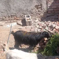 بز جوان بدون بزغاله