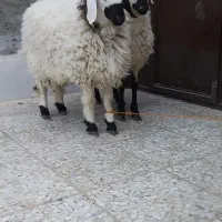 بره نر گوسفند|حیوانات مزرعه|زاهدان, |دیوار