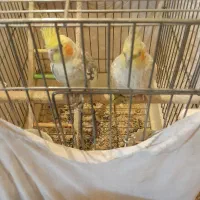 عروس هلندی. فنچ مولد|پرنده|تهران, شهرک رضویه|دیوار