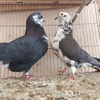 پرنده سرای عشقبازان