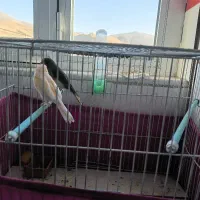 فروش ۲ عدد قناری  با قفس