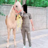 نریان سلطنتی سمند طلایی|اسب و تجهیزات اسب‌سواری|تهران, آبشار|دیوار
