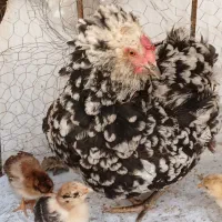 مرغ تخم گزار با ۵ عدد جوجه  گلین