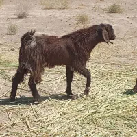 چبش یکسال جمل براتخم