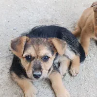 فروش توله سگ های ۷۰روزه|سگ|گلوگاه, |دیوار