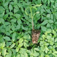 نشا 8320و4129دستگیر