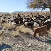 گوسفندفروشی