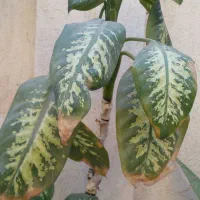 فروش تعدادی گل|گل و گیاه طبیعی|شیراز, شیخ علی چوپان|دیوار