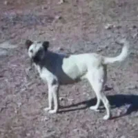 سگ نرافغان وماده سرابی|سگ|هیر, |دیوار