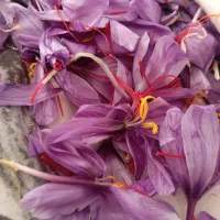 گل زعفران هر روزه|گل و گیاه طبیعی|سرایان, |دیوار