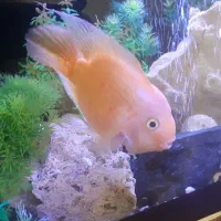 ماهی پرت بزرگ ۲۰سانت