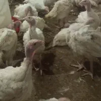 بوقلمون بیوتی