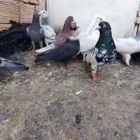 کبوتر قلدر و هوایی|پرنده|مشهد, مشکینی (شهرک غرب)|دیوار