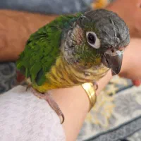 طوطی گرینچیک