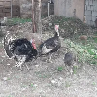 بوقلمون|حیوانات مزرعه|گتوند, |دیوار