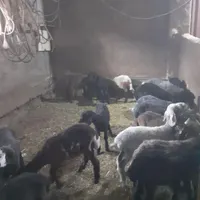 بره