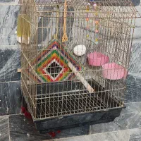 قفس عروس هلندی و پرندگان