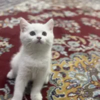 بچه گربه بریتیش|گربه|قم, زنبیل آباد|دیوار