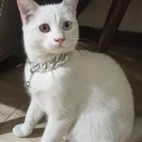 گربه ترکیش انگورا