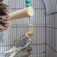 فروش عروس هلندی نر سخنگو