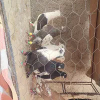 رنگی پرشی و جفتگاه موقعیت کاشمر