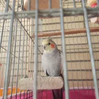 جفت عروس هلندی بالغ|پرنده|شاهین‌شهر, خانه کارگر|دیوار