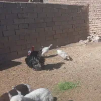 بوقلمو نر