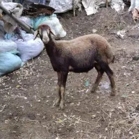 فروش بره ی نر