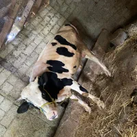 گاو نر