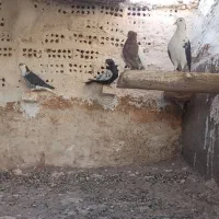 کفتر رنگه المانی|پرنده|تربت جام, میان جام|دیوار