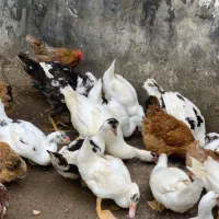 اردک اسراییلی