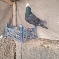 پرنده|پرنده|ارسنجان, |دیوار