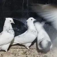 طوقی|پرنده|بن, |دیوار