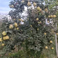 زریندشت فیروزکوه 1300متر باغ لب رودخانه